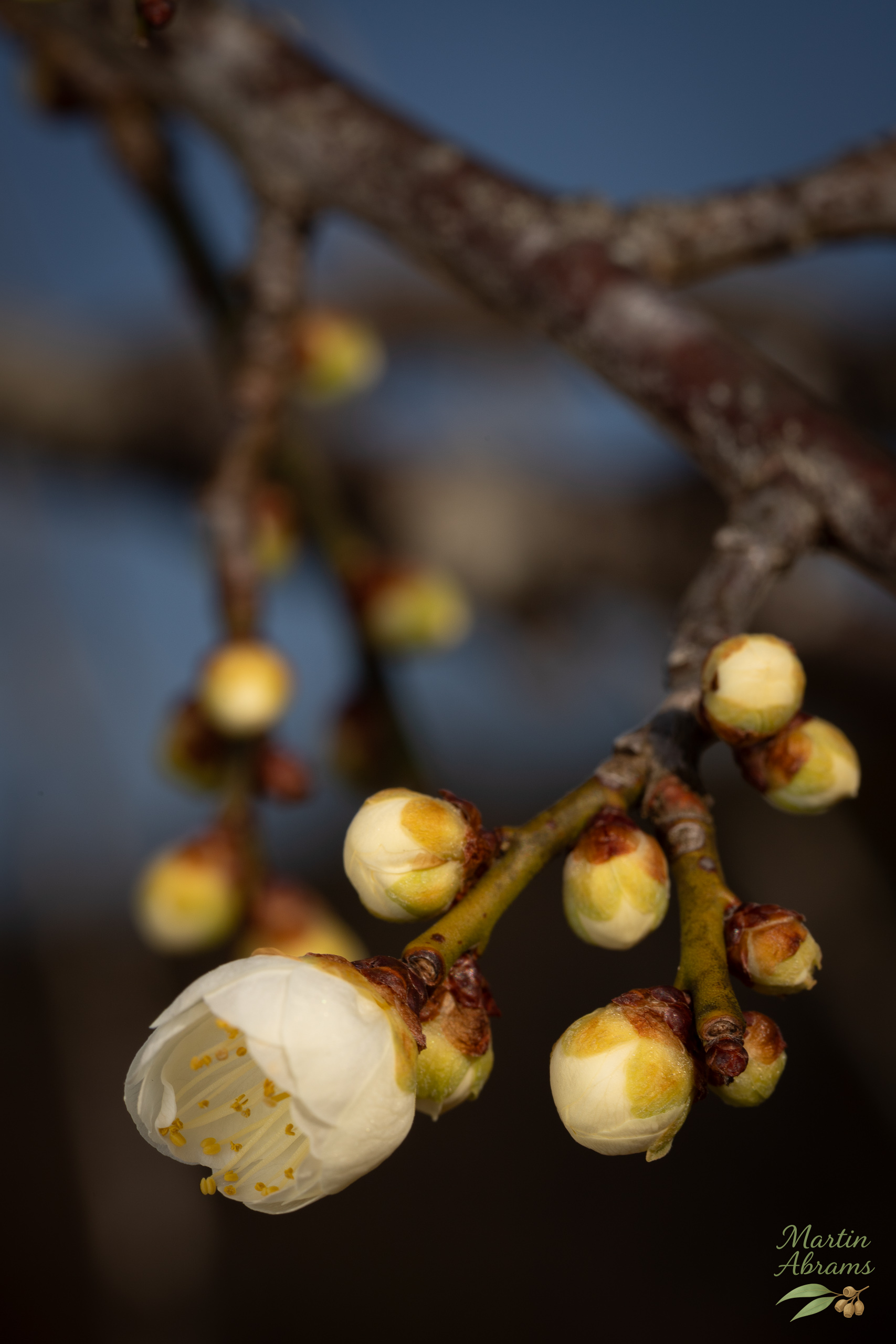 One white plum blossom with buds